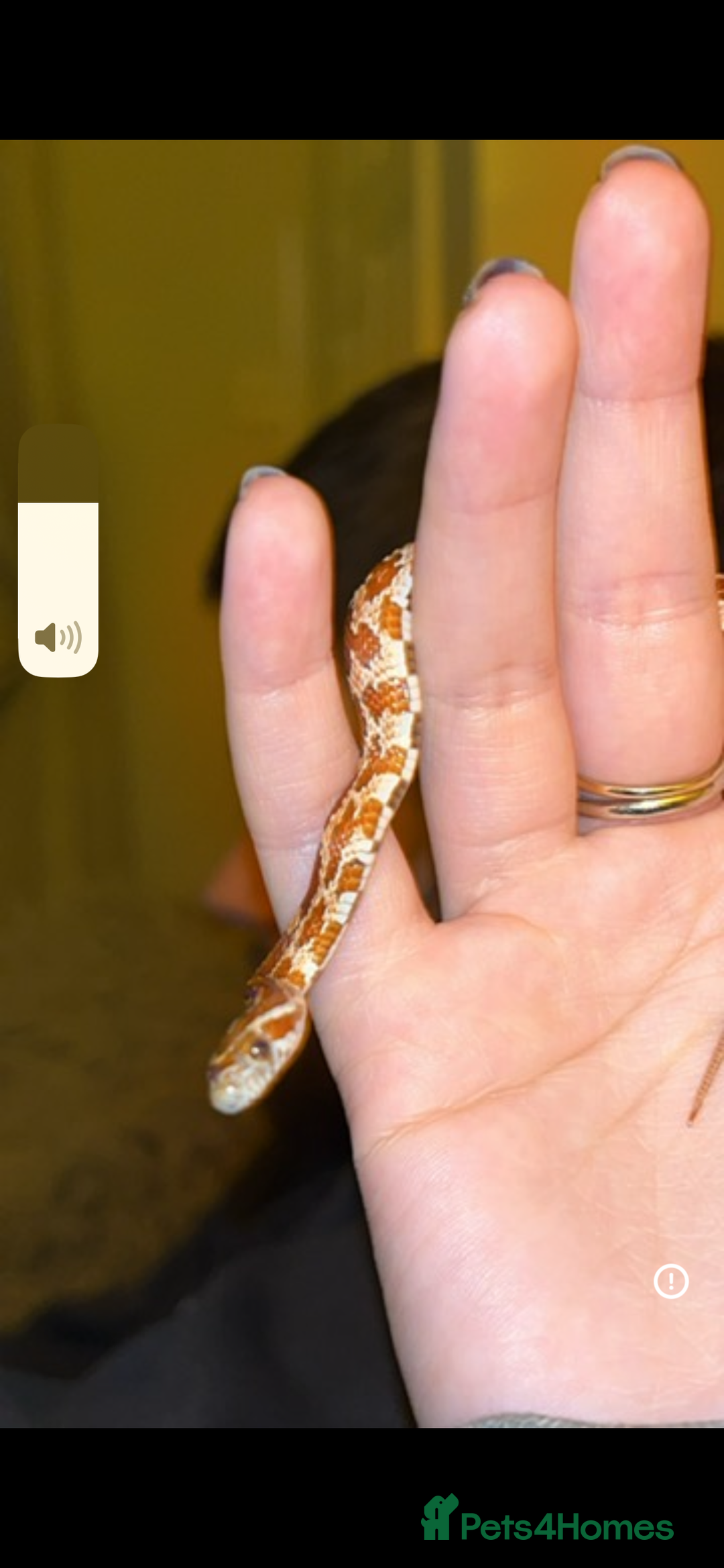 Corn Snake reptiles for sale: Corn snake free to good home - Image 2