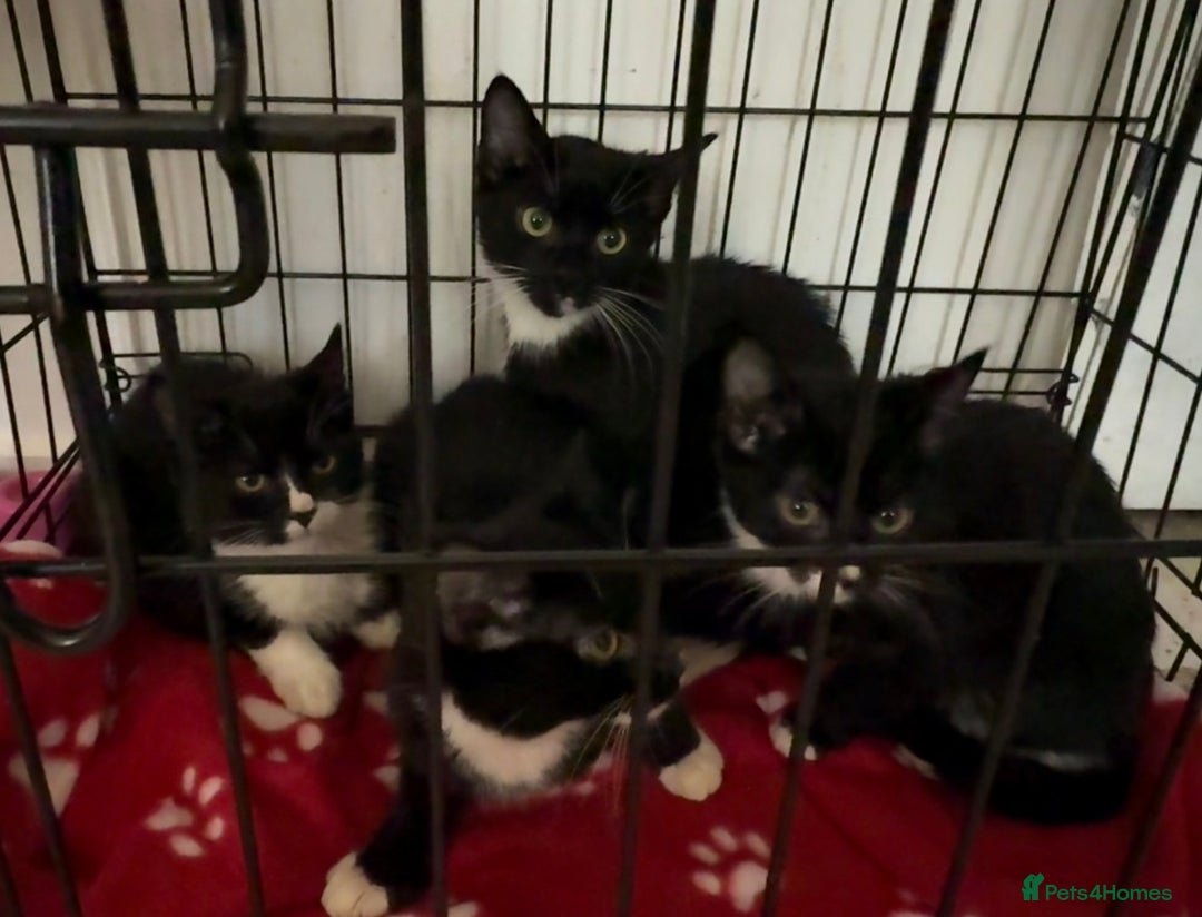 Bombay cats for sale: Black and white kittens - Advert 2