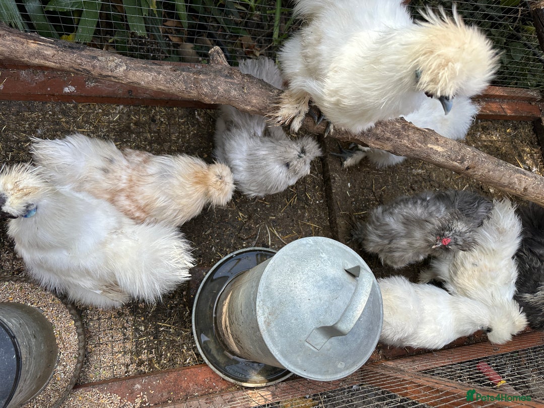 Chickens poultry for sale: Silkie USA Roosters, White, Gold, Gray available.  in London - Image 3