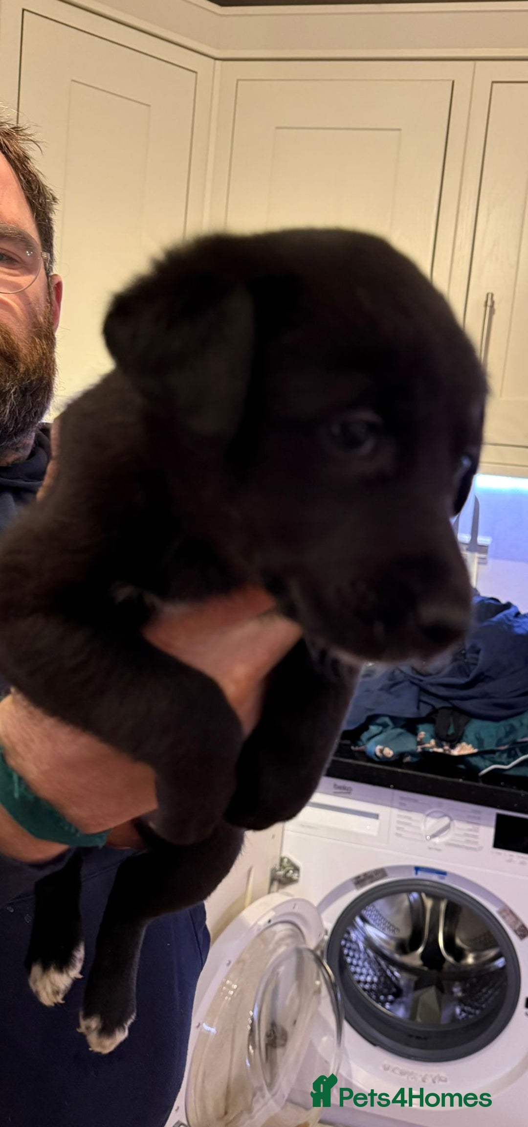 Lurcher dogs for sale: Bedlington lurcher puppies - Advert 6