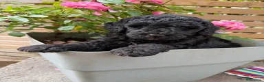Onyx Mini Goldendoodle 1