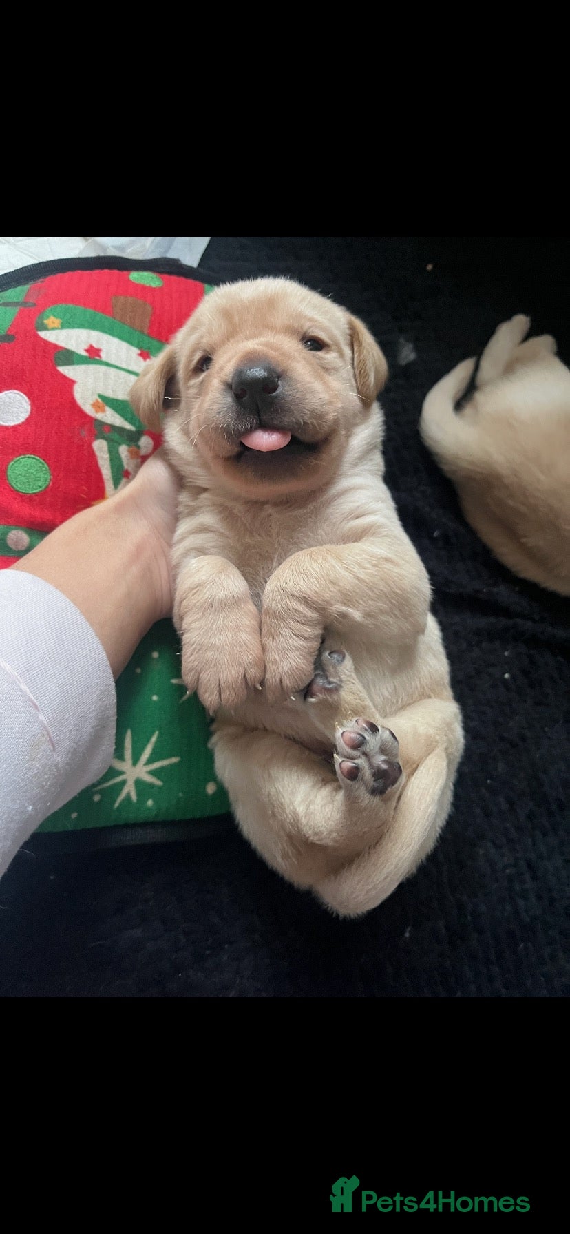 Labrador Retriever dogs for sale: 10 beautiful Labradors for sale  - Advert 3