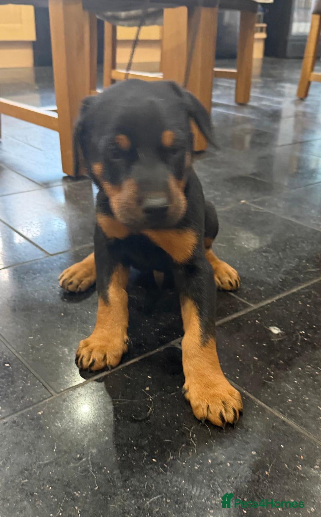 Dobermann dogs Dobermann puppies available - loving homes wanted  - Advert 1