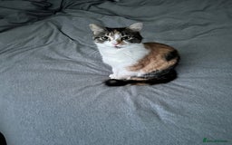 Mixed Breed cats for sale: Mixed Female cat - Image 3