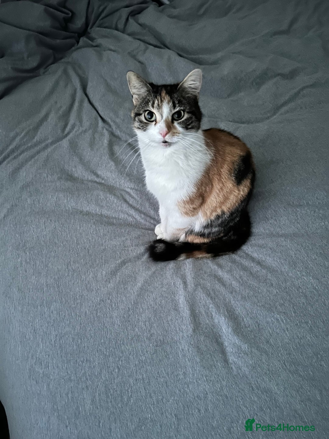 Mixed Breed cats for sale: Mixed Female cat - Image 3