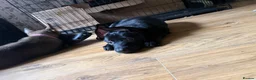 Belgian Shepherd Dog dogs for sale: last Belgian shepherd Harry READY TO GO - Advert 13
