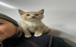 Mixed Breed cats for sale: Apricot Tabby & Peach Tortie Girl Kittens - Image 6