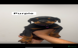 Rottweiler dogs for sale: Rottweiler puppies  - Image 7