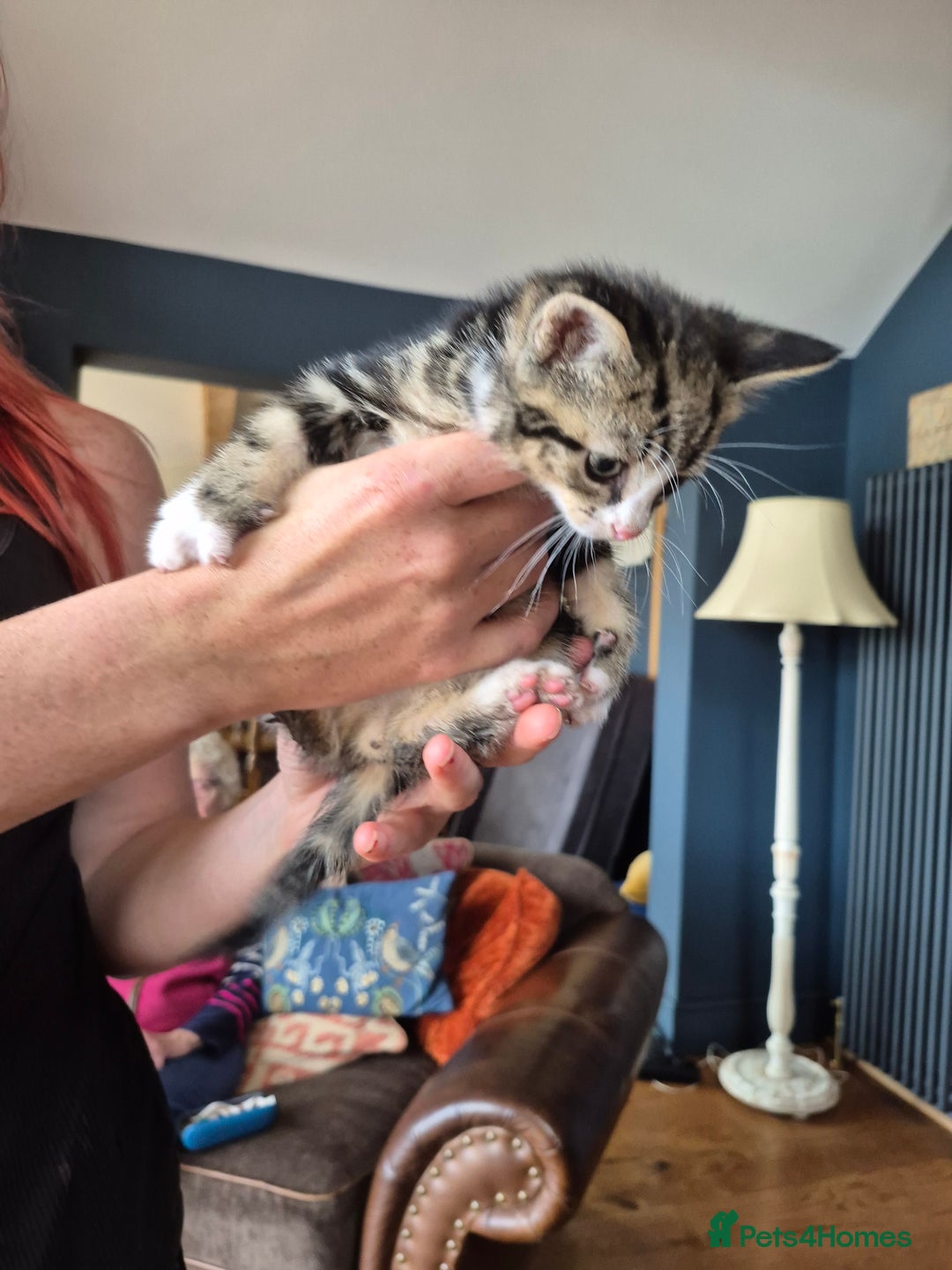 Mixed Breed cats for sale: Beautifully marked kittens - Image 8