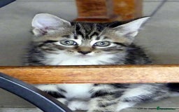 Domestic Shorthair cats for sale: Two very Pretty Kittens - Image 6