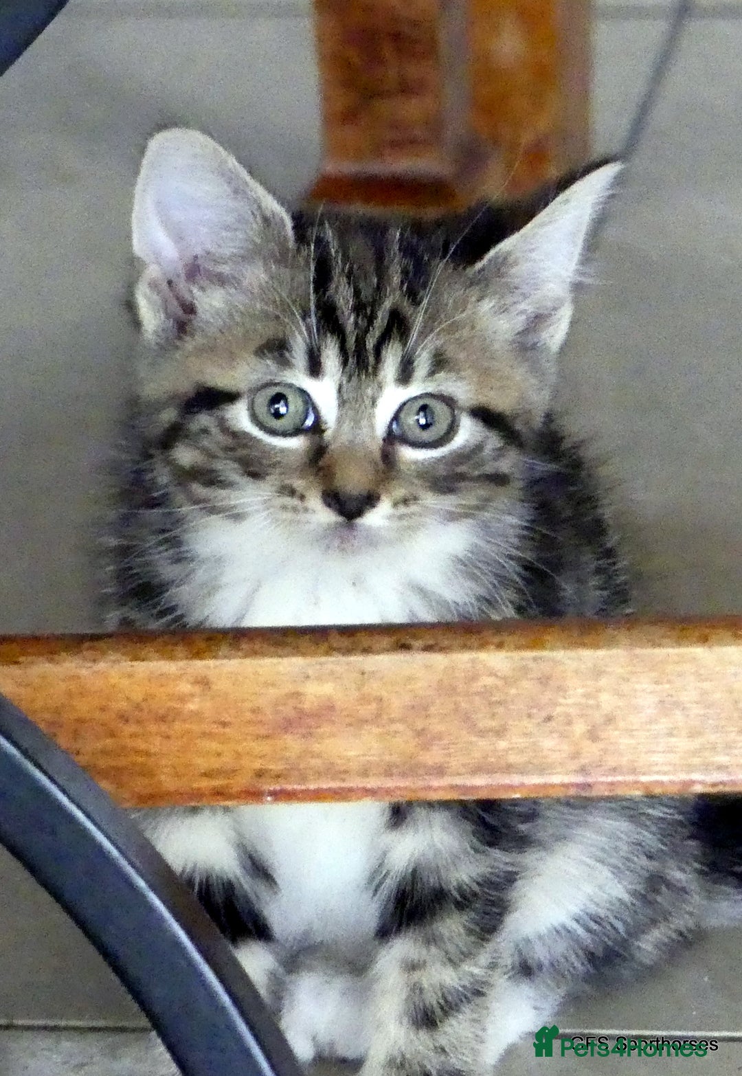 Domestic Shorthair cats for sale: Two very Pretty Kittens - Image 6