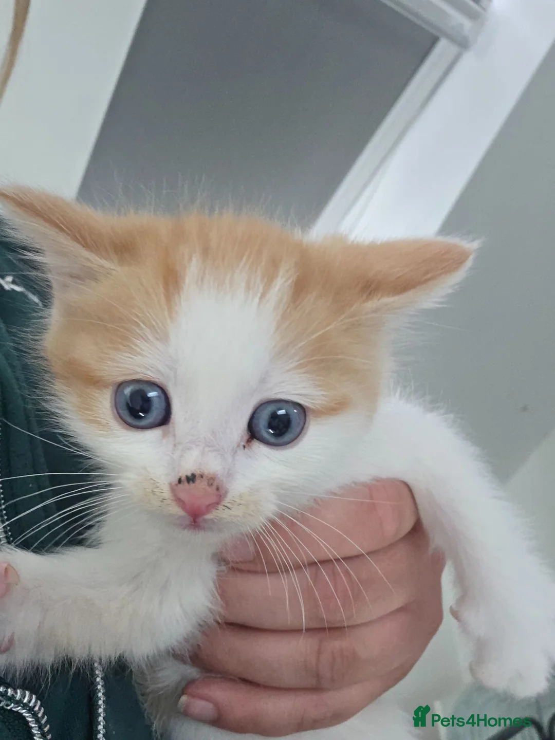 Mixed Breed cats for sale: Ragdoll/British Short Hair Cross Kitten - Advert 3