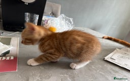 Mixed Breed cats for sale: Cute Kittens for Sale - Ginger, Grey and Black - Image 11