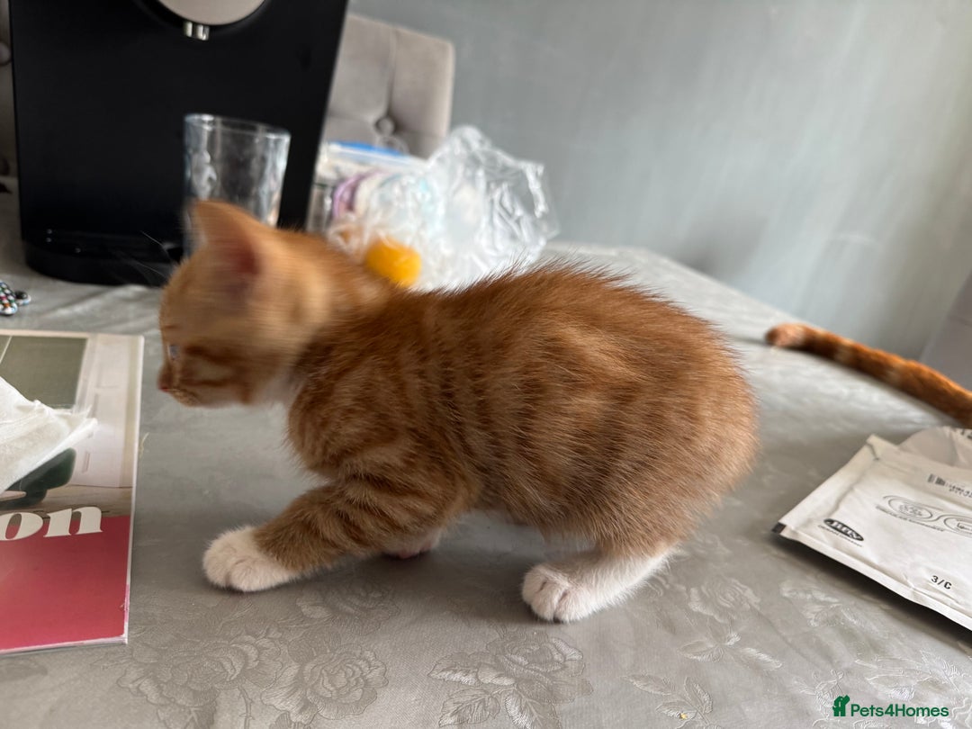 Mixed Breed cats for sale: Cute Kittens for Sale - Ginger, Grey and Black - Image 11