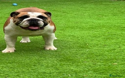 English Bulldog dogs for sale: Show quality English bulldog girl 2 years for sale - Image 3