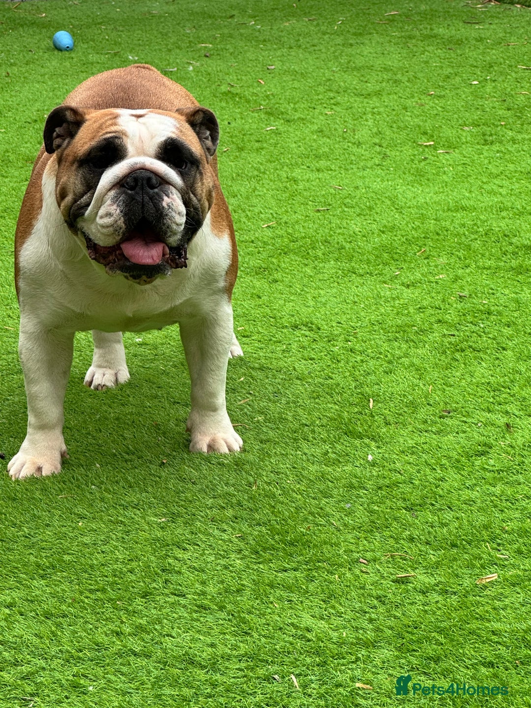 English Bulldog dogs for sale: Show quality English bulldog girl 2 years for sale - Image 3