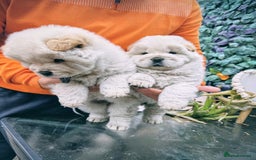 Chow Chow dogs for sale: Chow chow - Image 7