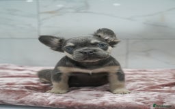 French Bulldog dogs for sale: Exceptional KC Fluffy French Bulldog Puppies - Image 10