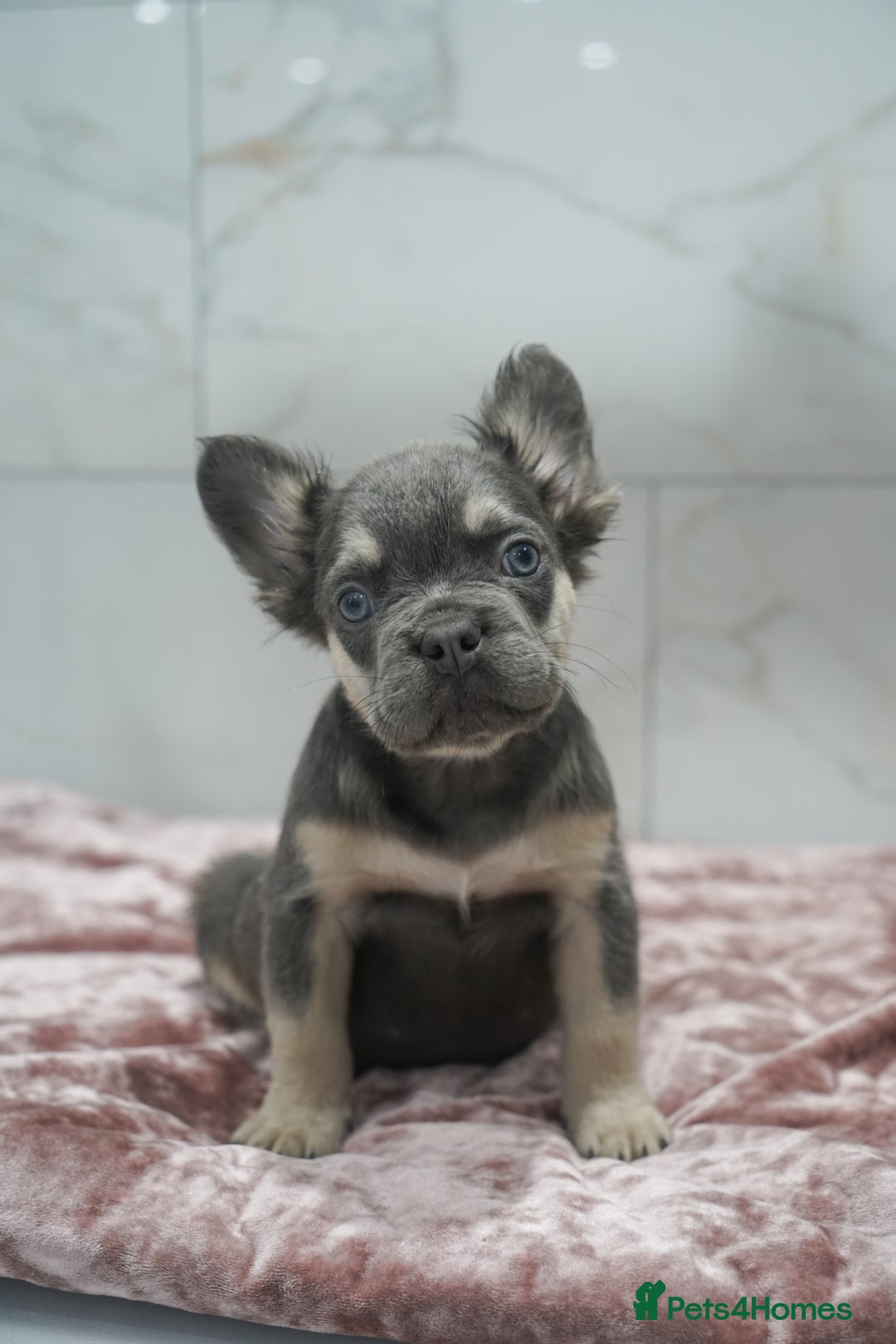 French Bulldog dogs for sale: Exceptional KC Fluffy French Bulldog Puppies - Image 10