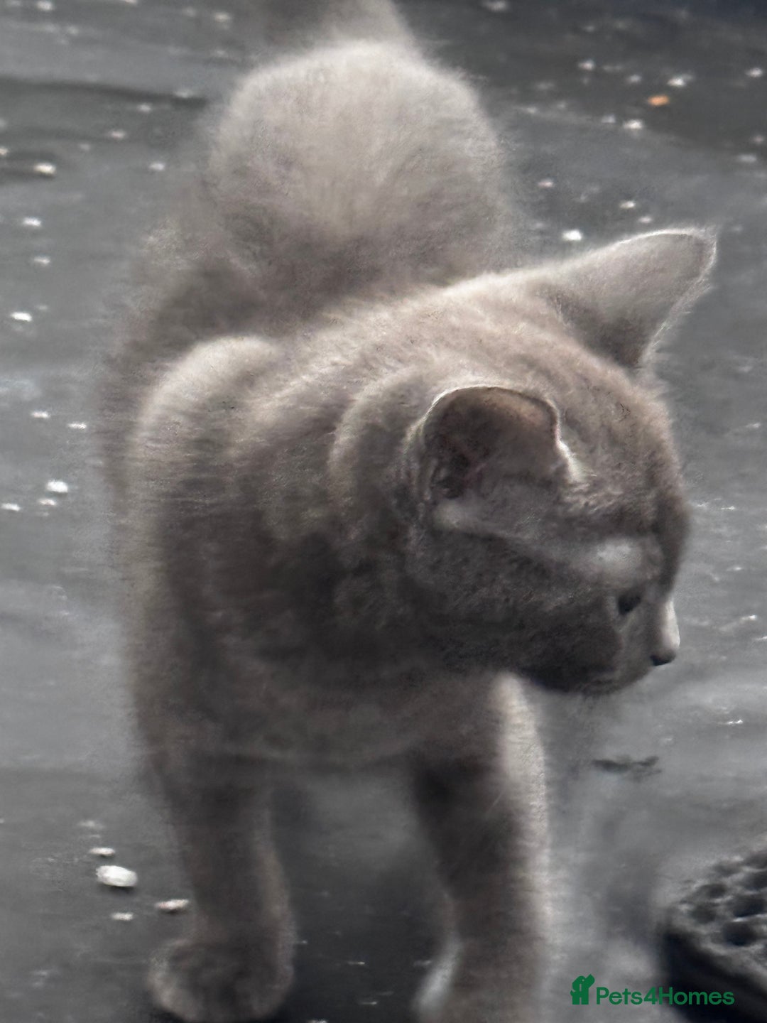 Mixed Breed cats for sale:  4 Kittens British long & short hair mixed breed. - Advert 4