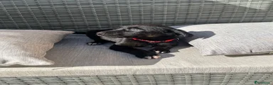 Borador 4