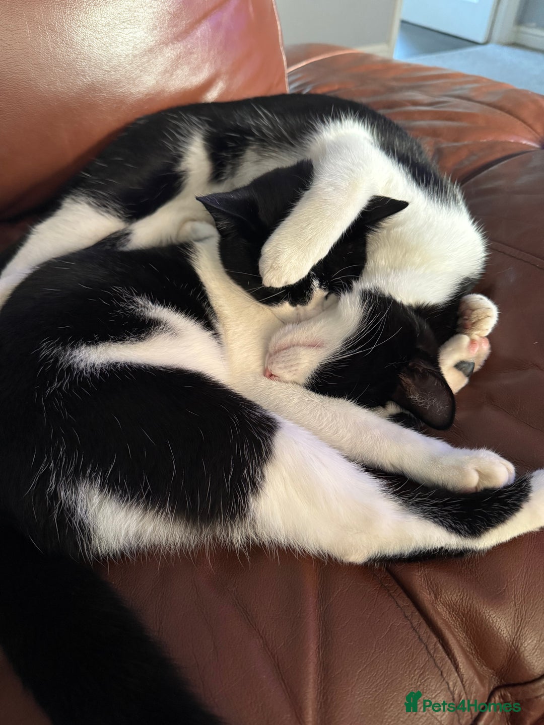 Domestic Shorthair cats for sale:  2x male brothers short haired domestic cats - Advert 1
