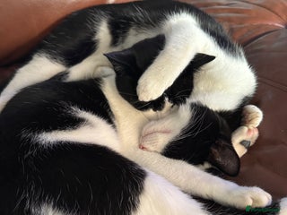 Domestic Shorthair cats for sale: 2x male brothers short haired domestic cats - Advert 1