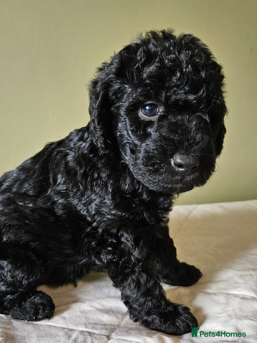 Bedlington Terrier dogs for sale: Bedlington Terrier x Minature Poodle - Image 4
