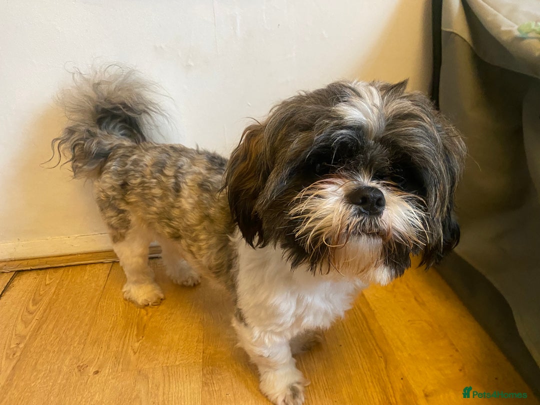 Shih Tzu dogs for sale: pure breed shih tzu puppies - Advert 2