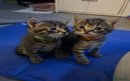 Domestic Shorthair cats for sale: Kittens - Image 2