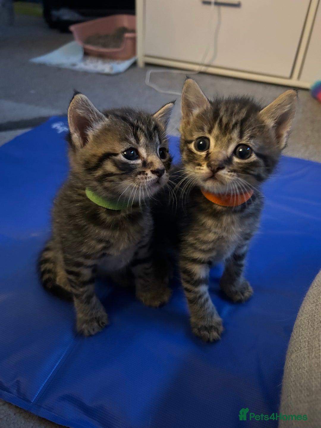 Domestic Shorthair cats for sale: Kittens - Image 2