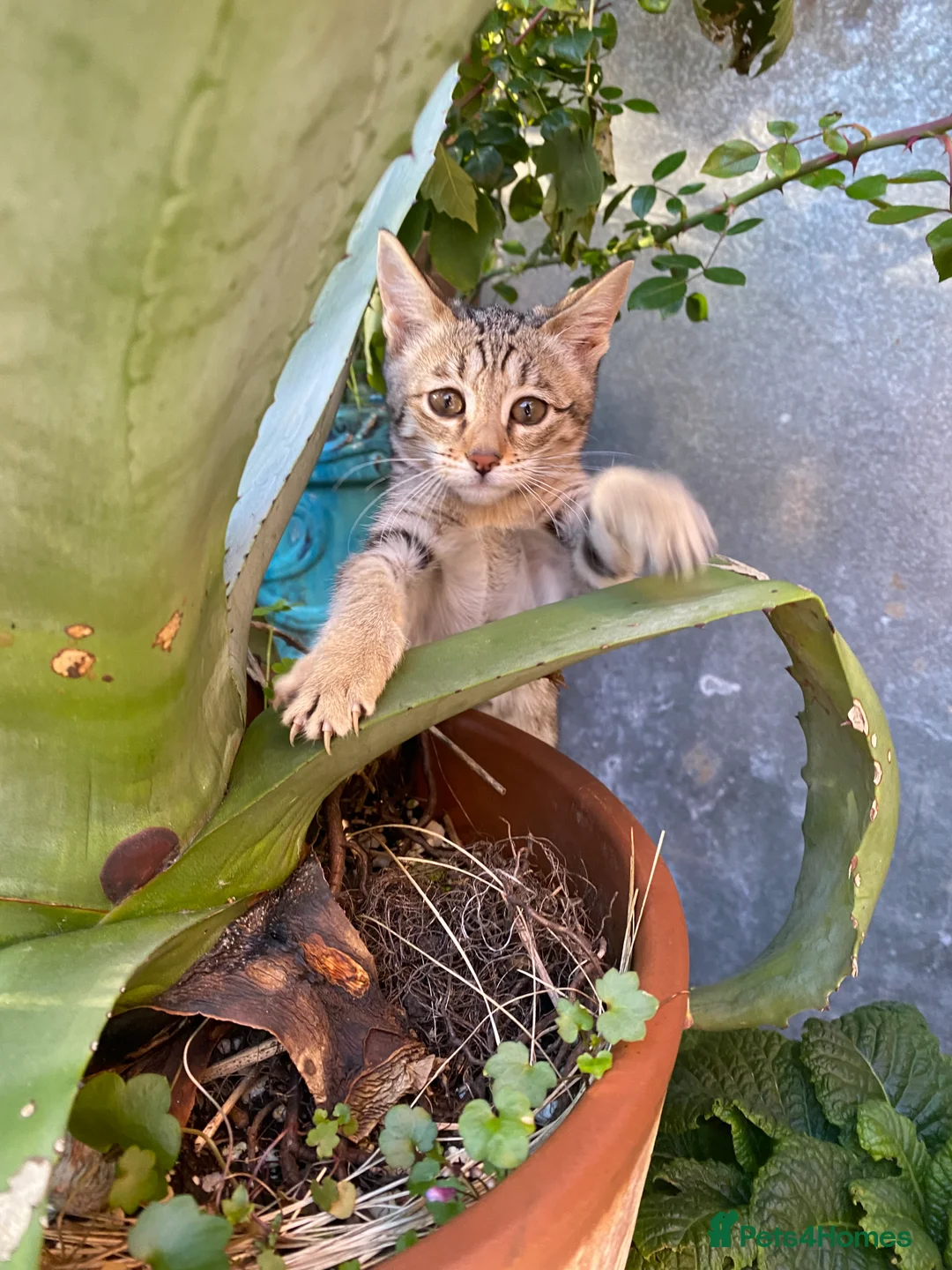 Savannah cats for sale: PDGREE BROWN SPOT  LOVIN SAVANNAH GIRL F5SBT - Advert 10