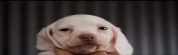 Miniature Dachshund dogs for sale: KC PIEBALD MINIATURE DACHSHUNDS in Birkenhead - Advert 6