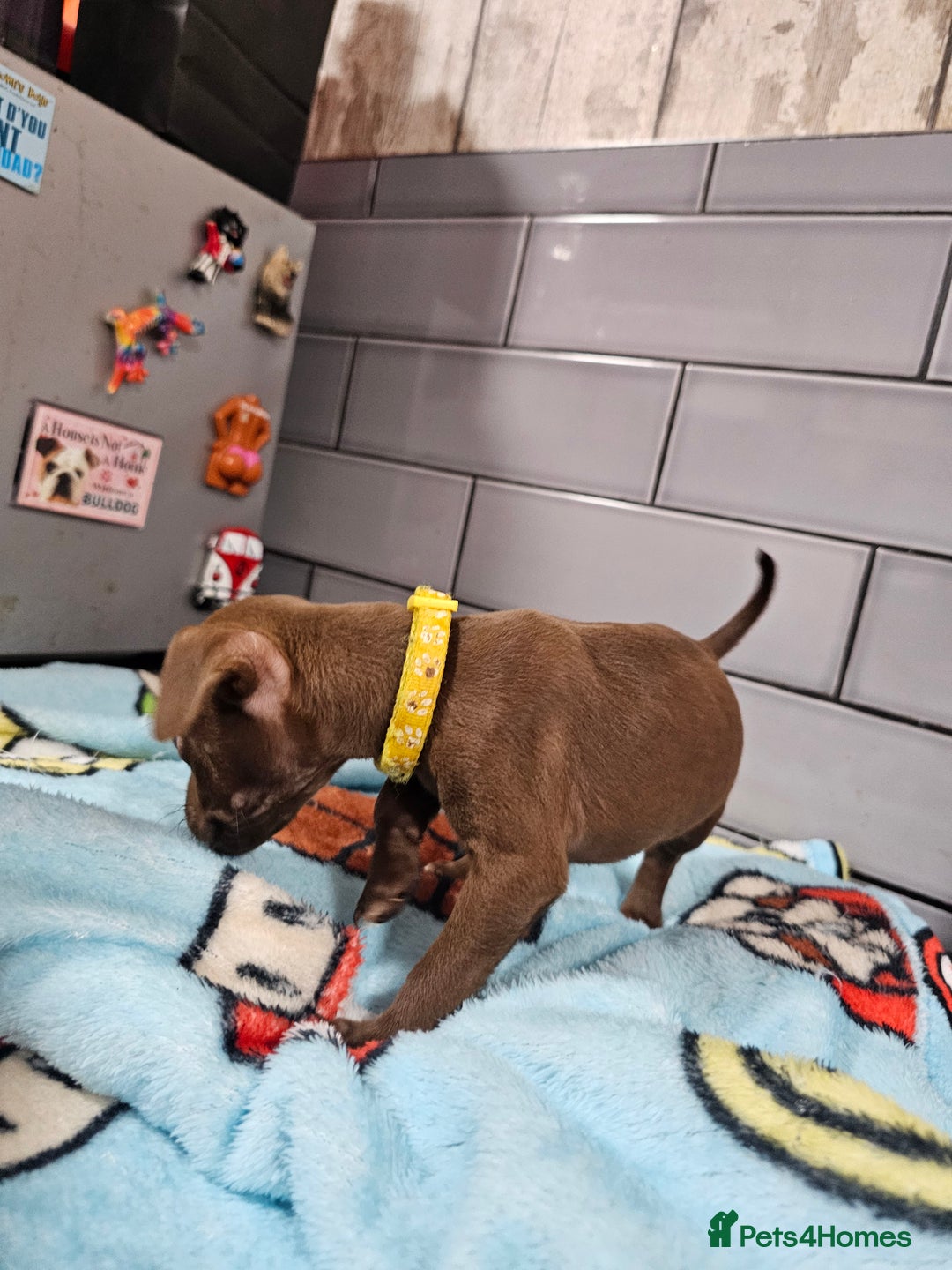 Patterdale Terrier dogs for sale: BEAUTIFUL PATTERDALE TERRIERS FOR SALE  - Advert 12