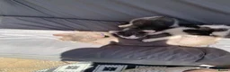 Mixed Breed cats for sale: Two prettyfemale kittens ready now - Advert 12