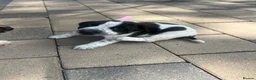 Mixed Breed dogs for sale: Jack Russell bitch  in Brentwood - Advert 4