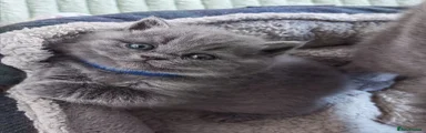 British Shorthair Blue