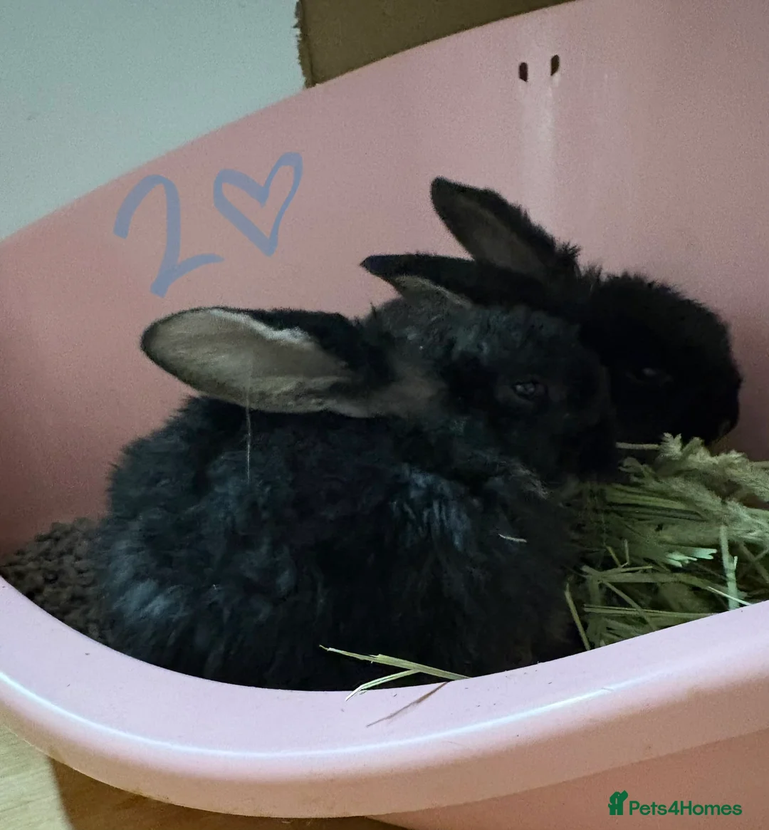 Mixed Breed rabbits for sale: Bunnies for Sale - Advert 3