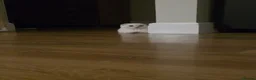 Scottish Fold cats for sale: Scottish fold - Advert 12