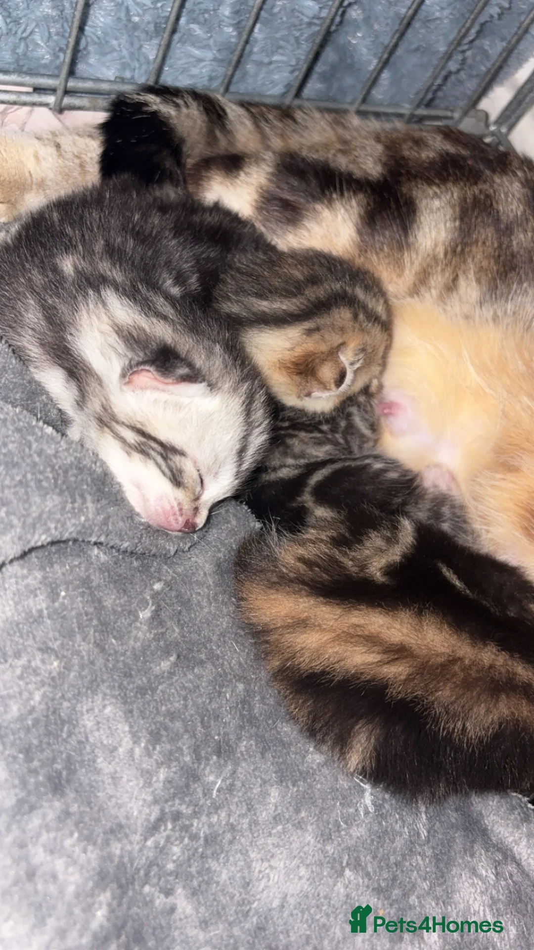 Bengal cats for sale: Bengal kittens - Advert 1