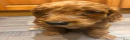 Cockapoo dogs for sale: Cockapoo puppies  - Advert 3