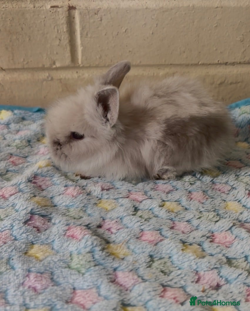 Lionhead rabbits Beautiful double maned lion heads  - Advert 14