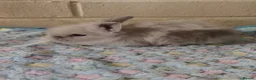 Lionhead rabbits for sale: Beautiful double maned lion heads  - Advert 1