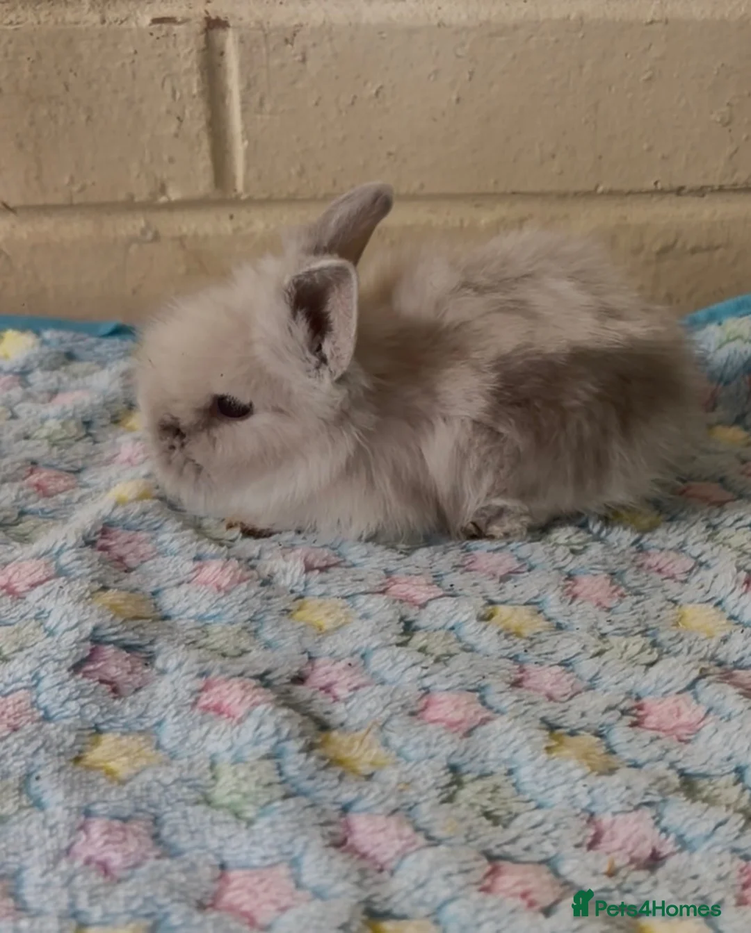 Lionhead rabbits for sale: Beautiful double maned lion heads  - Advert 1