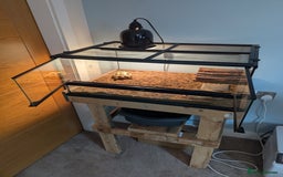 Tortoise reptiles for sale: Healthy Horsfield Tortoise with Full Setup - Image 3