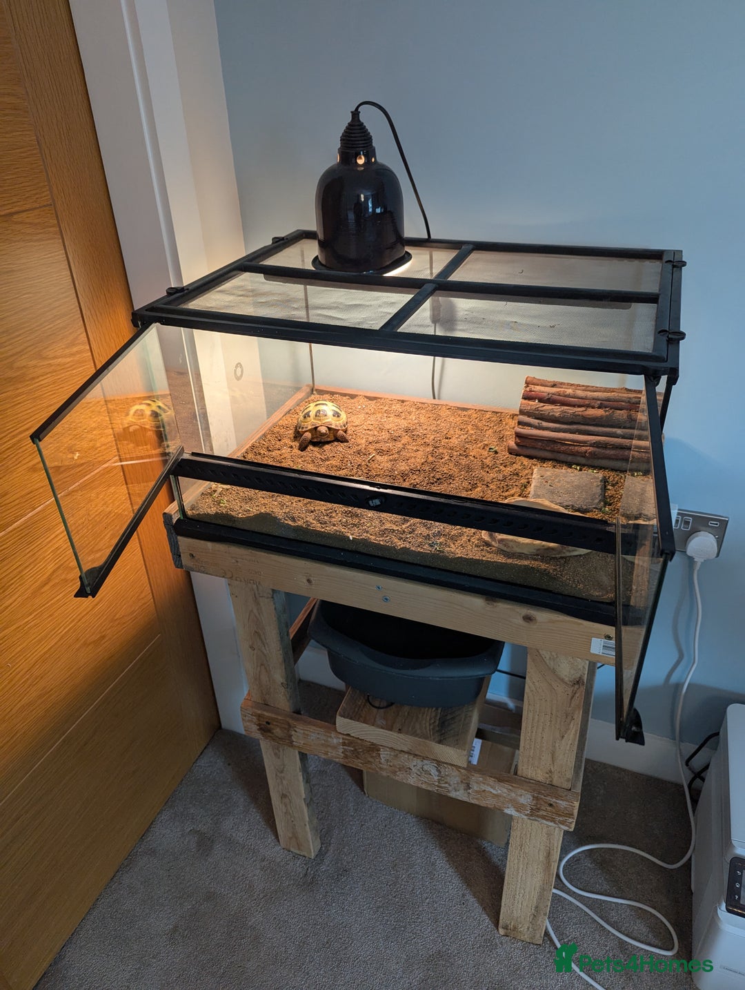 Tortoise reptiles for sale: Healthy Horsfield Tortoise with Full Setup - Image 3