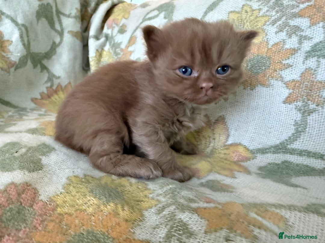 British Shorthair cats for sale: Beautiful GCCF and TICA reg British Shorthair  - Advert 17