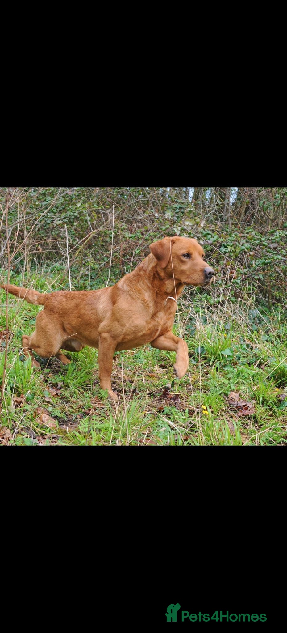 Labrador Retriever dogs Kc Reg Fox Red Labs From Health Tested Parents  - Advert 2