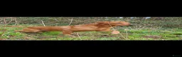 Labrador Retriever dogs for sale: Kc Reg Fox Red Labs From Health Tested Parents  - Advert 10
