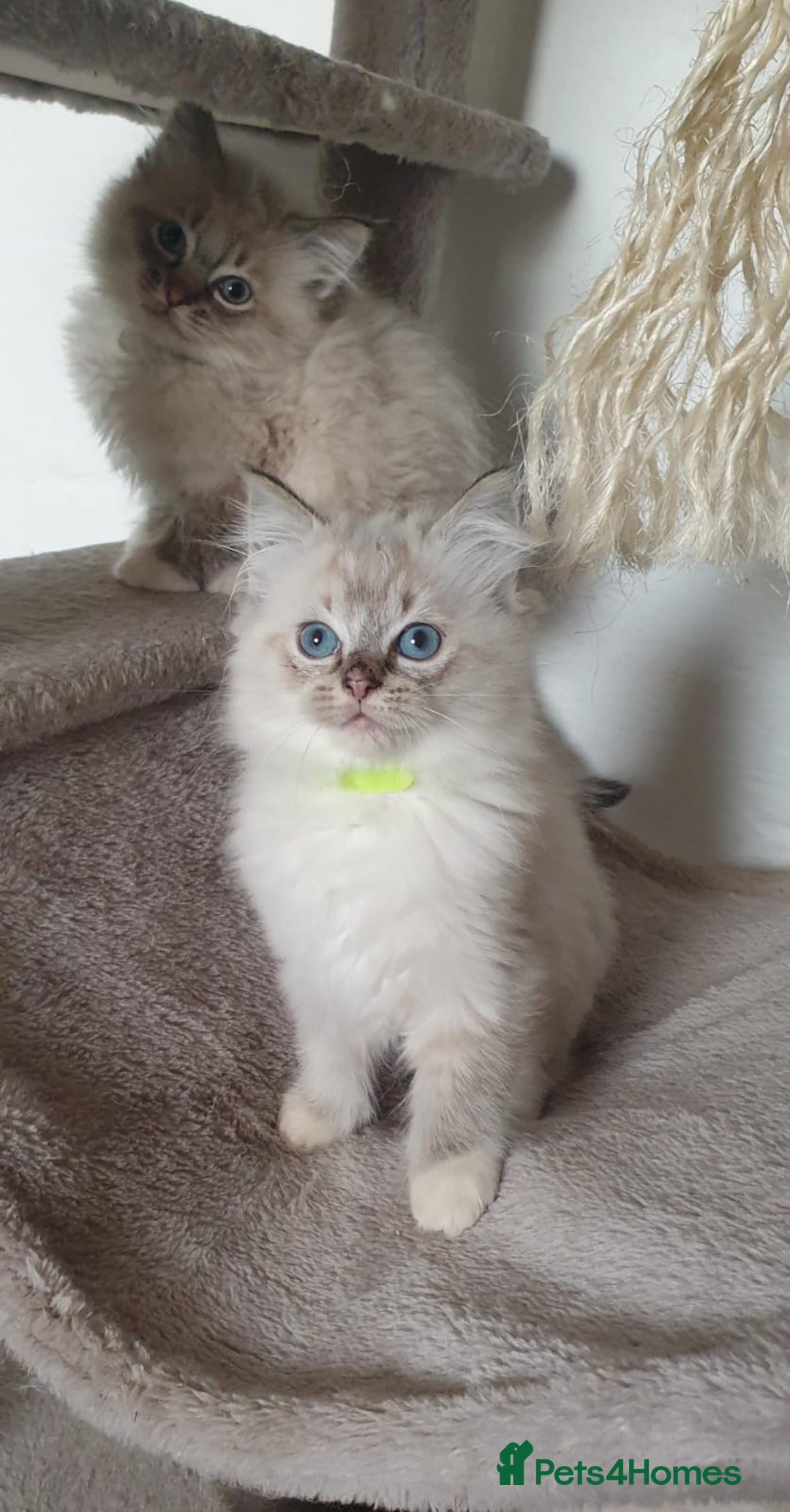Ragdoll cats for sale: Stunning GCCF Registered Ragdoll Kittens. - Advert 13